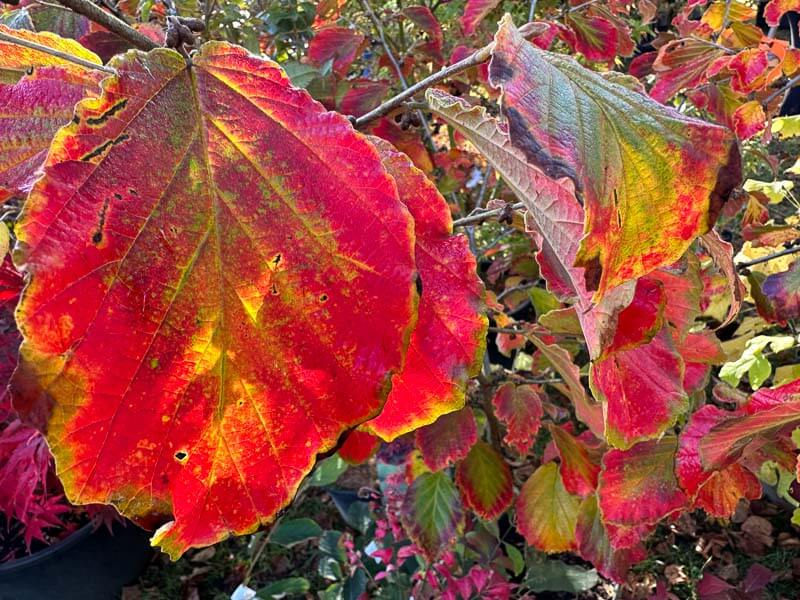Lire la suite à propos de l’article L’automne multicolore de l’hamamélis ‘Diane’