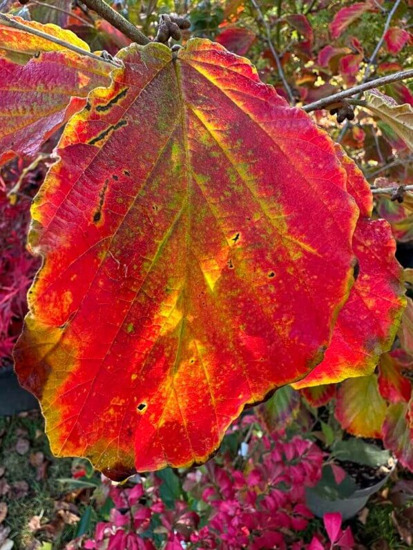 Hamamélis 'Diane', Journées des Plantes, Chantilly (60)