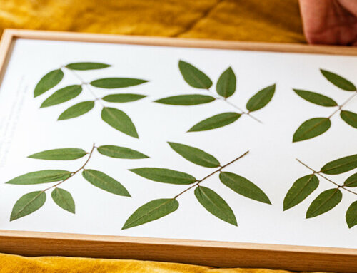 Lancement de la collection d’herbiers  “Arbres admirables” (Château de Versailles et Herbarium)