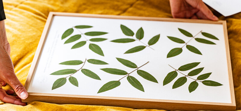 Sophora, herbier "Arbres admirables", Château de Versailles et Herbarium