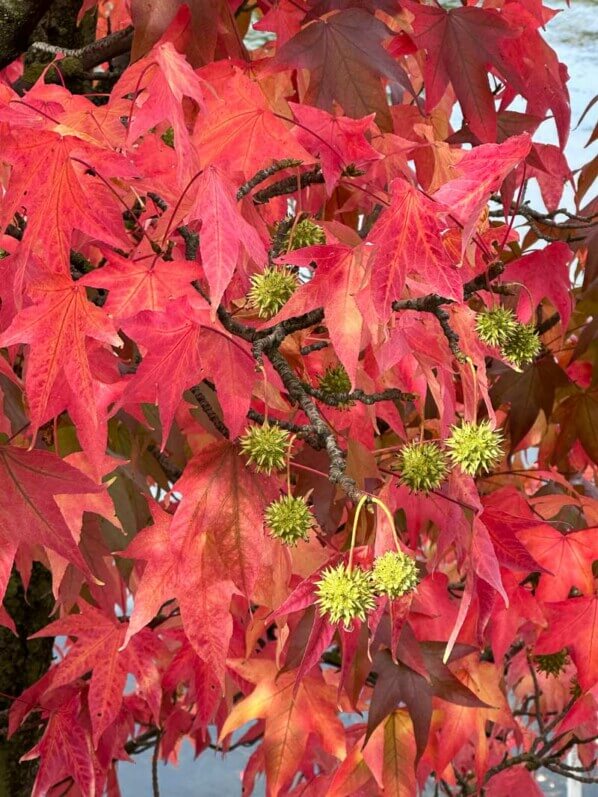 Copalme d'Amérique en automne dans le Jardin du port de l'Arsenal, Paris 12e (75)