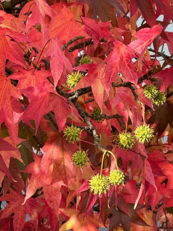 Copalme d'Amérique en automne dans le Jardin du port de l'Arsenal, Paris 12e (75)