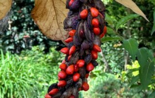 Graines rouges de Magnolia, Pépinière Passion Vivaces, Grisy-Suisnes (77)
