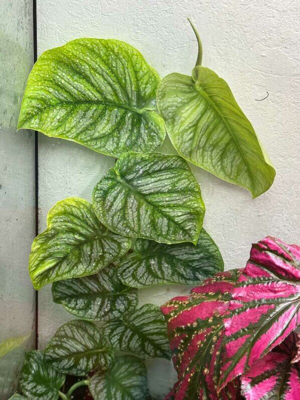 Lire la suite à propos de l’article Mon jeune Monstera dubia dans son grand terrarium