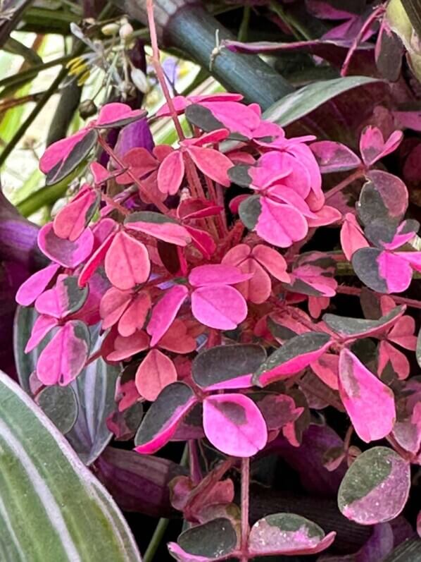 Oxalis vulcanicola ‘Plum Crazy’ en début d'automne sur mon balcon parisien, Paris 19e (75)