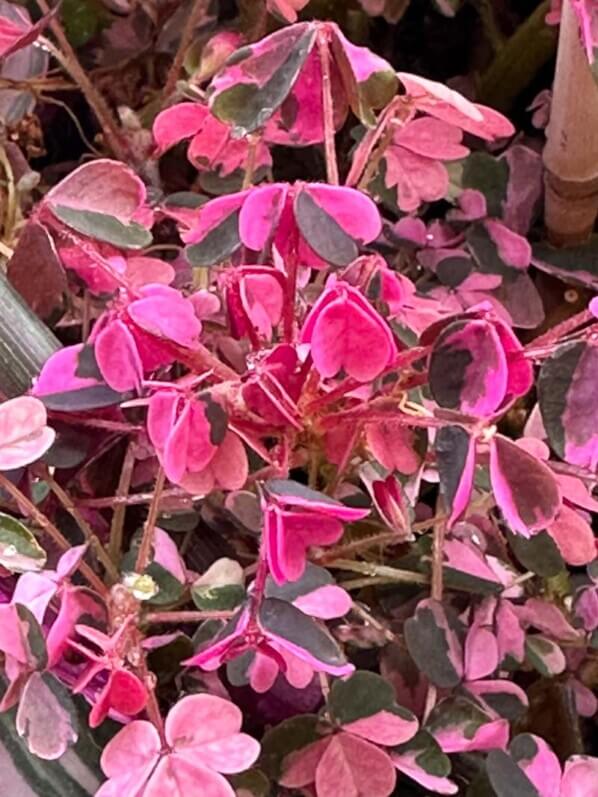 Oxalis vulcanicola ‘Plum Crazy’ en début d'automne sur mon balcon parisien, Paris 19e (75)