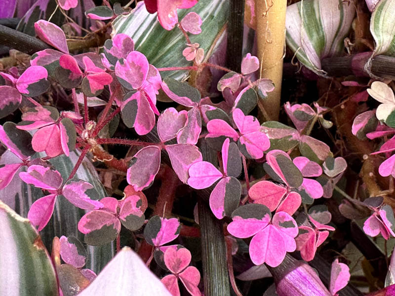 Oxalis vulcanicola ‘Plum Crazy’ en début d'automne sur mon balcon parisien, Paris 19e (75)