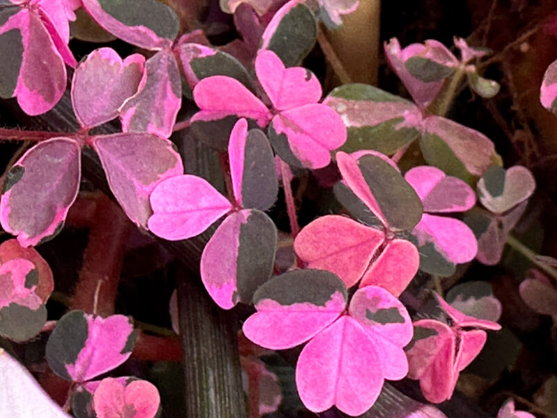 Oxalis vulcanicola ‘Plum Crazy’ en début d'automne sur mon balcon parisien, Paris 19e (75)