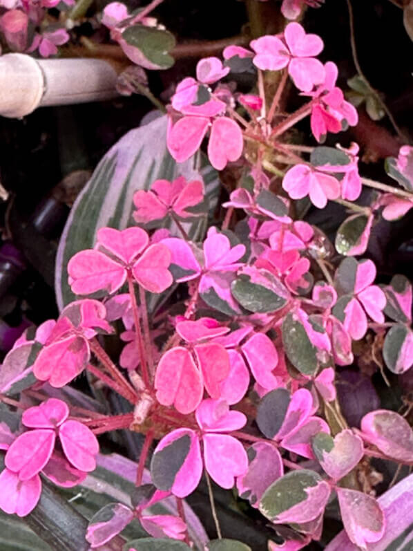 Oxalis vulcanicola ‘Plum Crazy’ en début d'automne sur mon balcon parisien, Paris 19e (75)