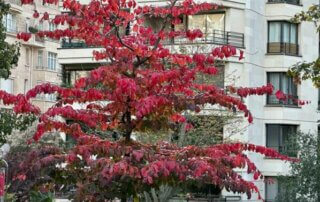 Parodia persica en automne dans le parc de Passy, Paris 16e (75)