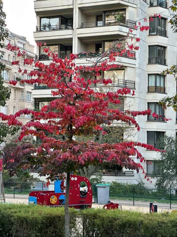 Lire la suite à propos de l’article Parrotia rouge feu