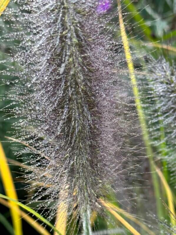 Pennisetum japonicum 'Black Beauty', graminée, Pépinière Sandrine et Thierry Delabroye, Journées des Plantes, Chantilly (60)