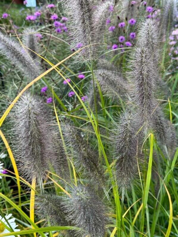 Pennisetum japonicum 'Black Beauty', graminée, Pépinière Sandrine et Thierry Delabroye, Journées des Plantes, Chantilly (60)