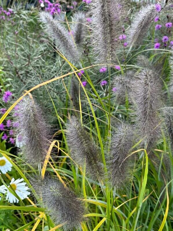 Pennisetum japonicum 'Black Beauty', graminée, Pépinière Sandrine et Thierry Delabroye, Journées des Plantes, Chantilly (60)