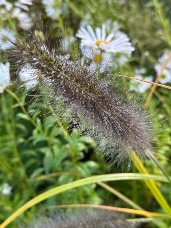 Lire la suite à propos de l’article Le bel automne du Pennisetum japonicum ‘Black Beauty’