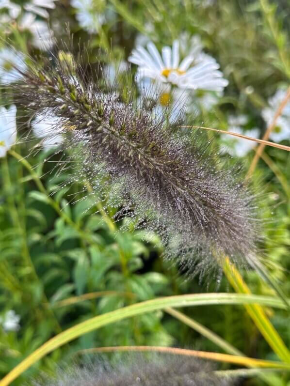 Pennisetum japonicum 'Black Beauty', graminée, Pépinière Sandrine et Thierry Delabroye, Journées des Plantes, Chantilly (60)