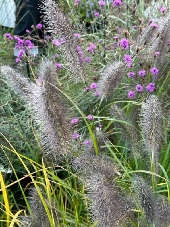 Pennisetum japonicum 'Black Beauty', graminée, Pépinière Sandrine et Thierry Delabroye, Journées des Plantes, Chantilly (60)
