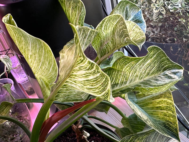 Lire la suite à propos de l’article Quand le soleil joue avec le feuillage de mon Philodendron ‘Birkin’