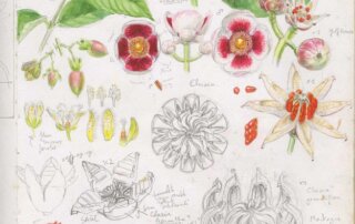 Planche de croquis de différentes espèces de clusiacées, des genres Visma, Clusia et Symphonia. Aquarelle, encres et crayon de papier. © J. Norwood - MNHN