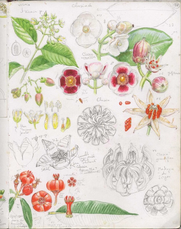 Lire la suite à propos de l’article Automne tropical : carnet de voyage en Guyane à partir du 19 octobre 2022 dans les Grandes Serres du Jardin des Plantes