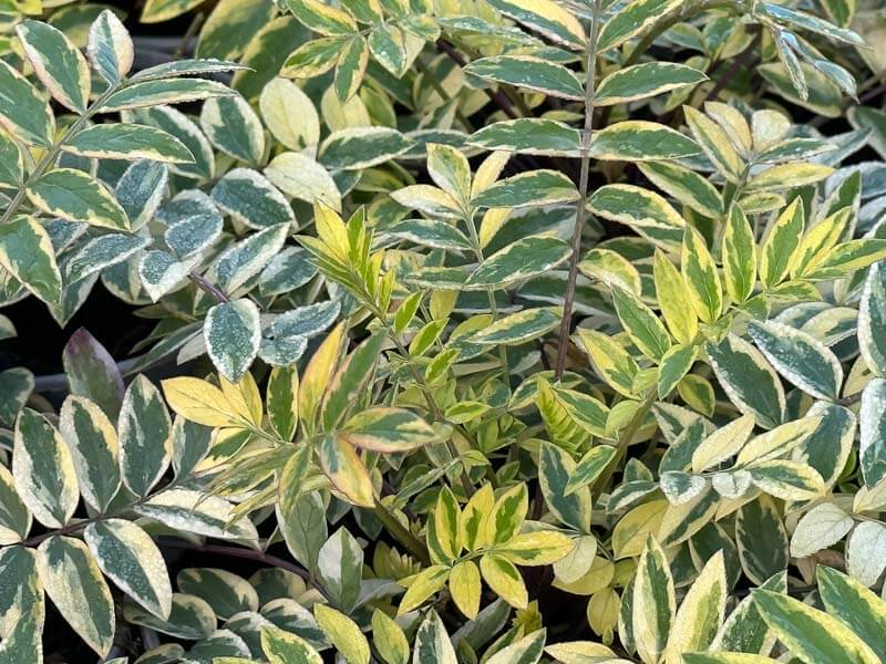 Polemonium reptans 'Golden Feathers', Journées des Plantes, Chantilly (60)