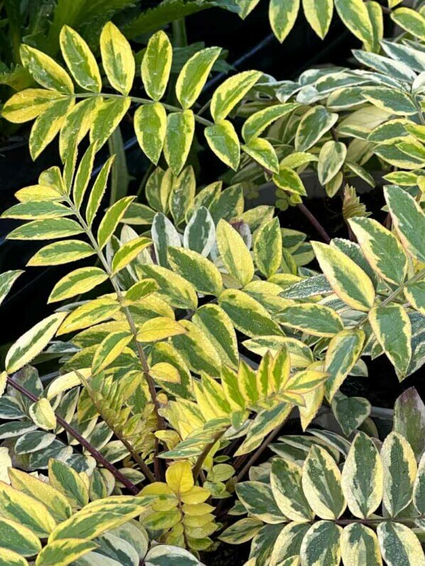Polemonium reptans 'Golden Feathers', Journées des Plantes, Chantilly (60)