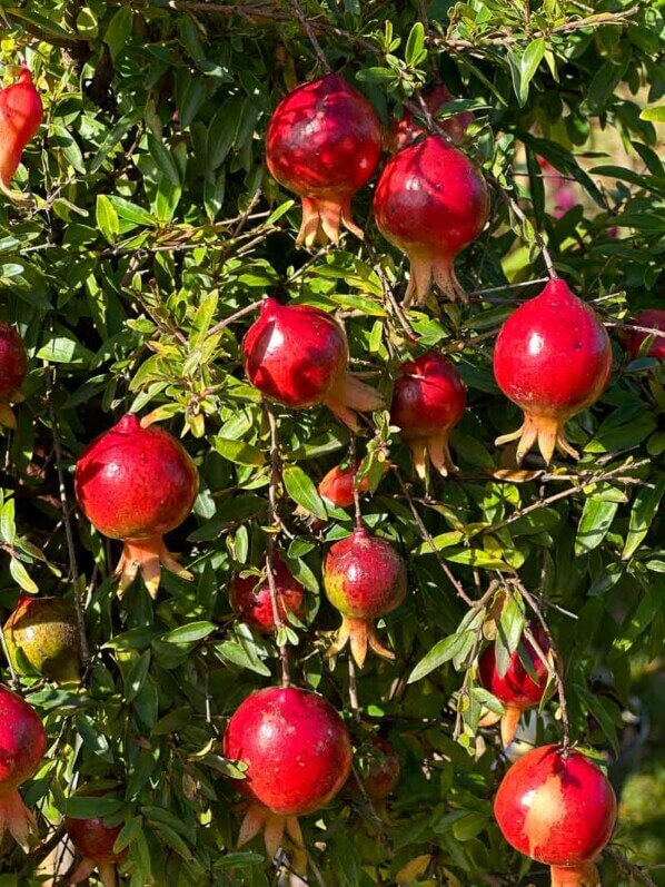 Grenadier nain, Punica granatum 'Chico', Journées des Plantes, Chantilly (60)