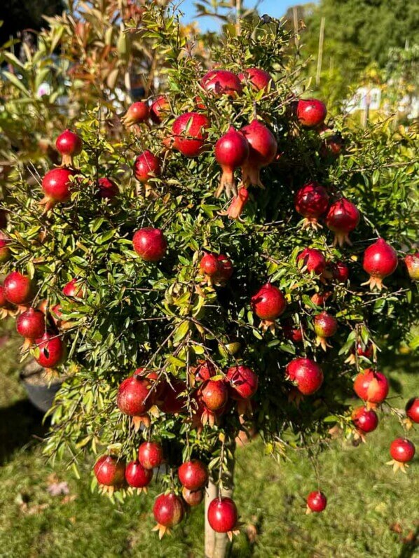 Grenadier nain, Punica granatum 'Chico', Journées des Plantes, Chantilly (60)