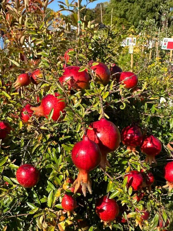 Grenadier nain, Punica granatum 'Chico', Journées des Plantes, Chantilly (60)