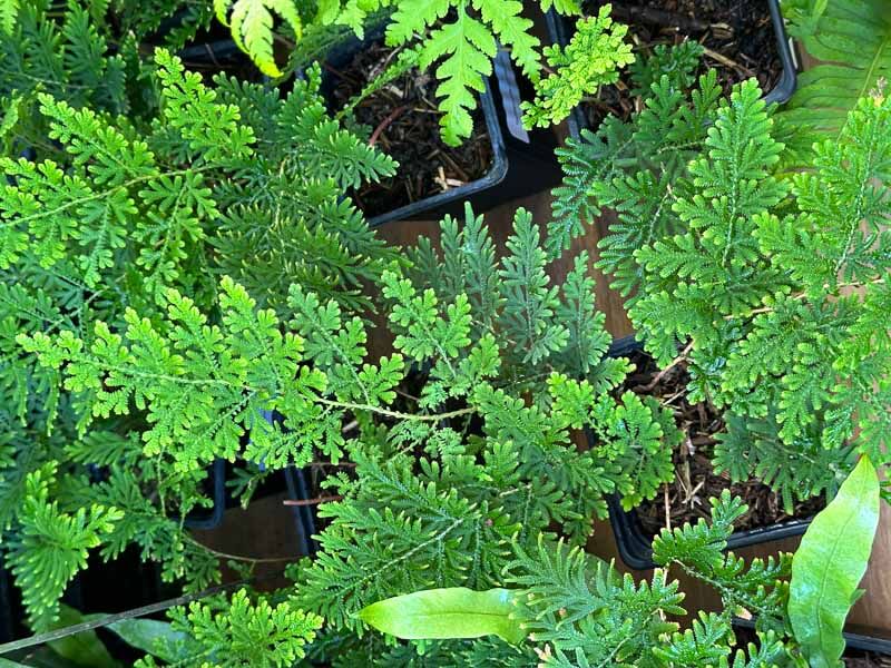 Selaginella involvens, Pépinière Les Jardins d'Écoute s'il Pleut, Journées des Plantes, Chantilly (60)