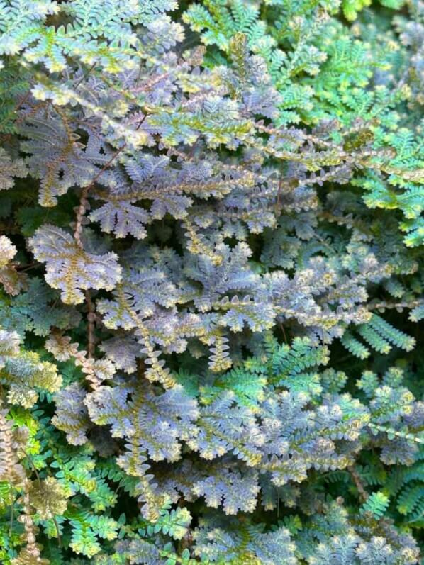 Selaginella uncinata, sélaginelle, plante d'intérieur, terrarium, Paris 19e (75)