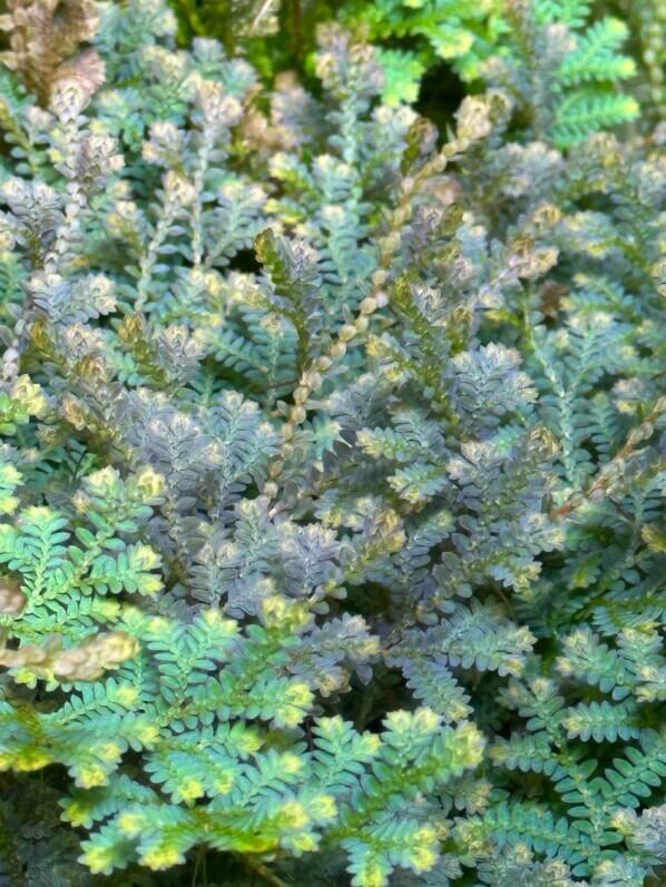 Selaginella uncinata, sélaginelle, plante d'intérieur, terrarium, Paris 19e (75), 28 octobre 2022, photo Alain Delavie