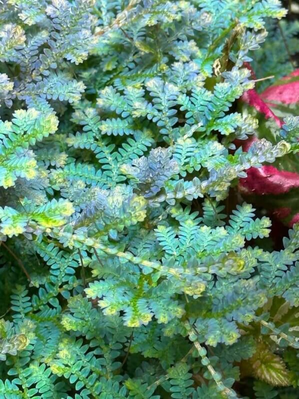 Selaginella uncinata, sélaginelle, plante d'intérieur, terrarium, Paris 19e (75)