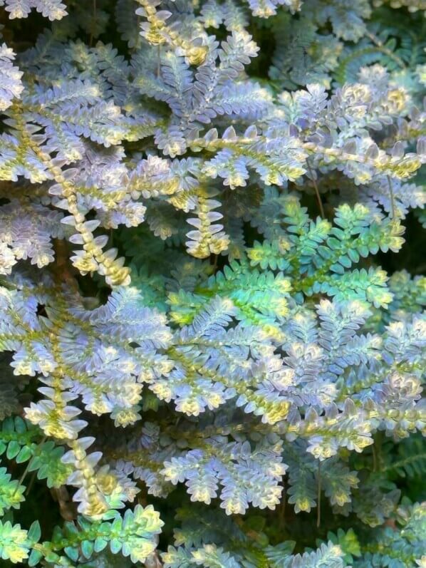 Selaginella uncinata, sélaginelle, plante d'intérieur, terrarium, Paris 19e (75)