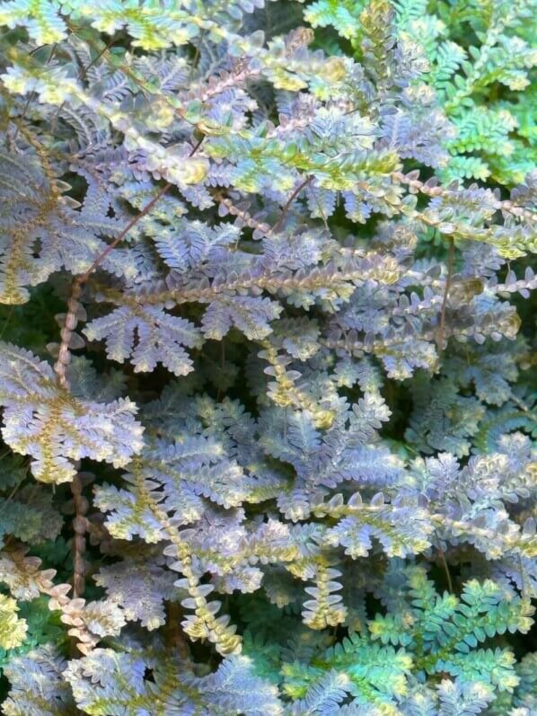 Selaginella uncinata, sélaginelle, plante d'intérieur, terrarium, Paris 19e (75)