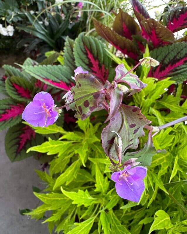 Lire la suite à propos de l’article Tinantia pringlei au top avec une profusion de petites fleurs