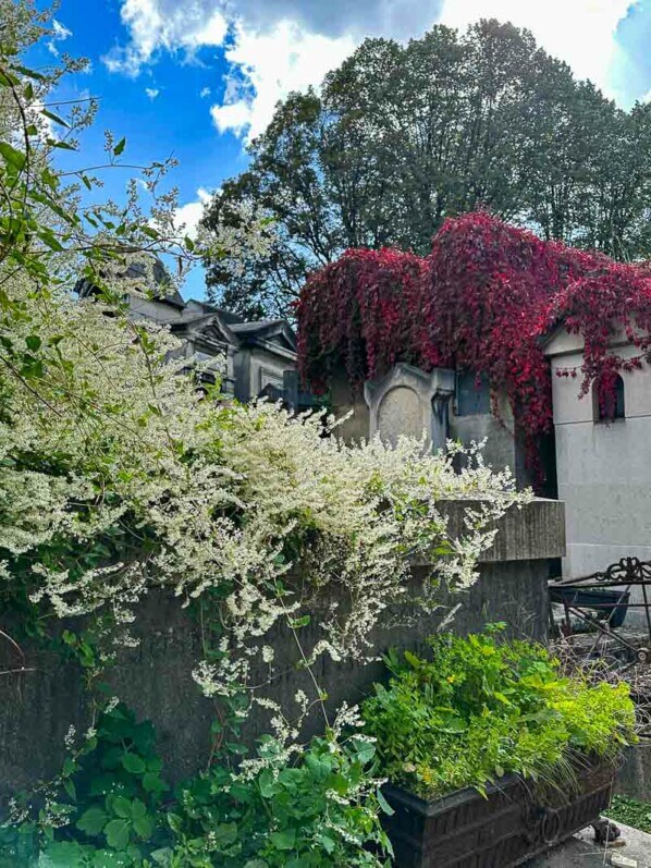 Lire la suite à propos de l’article Vigne vierge flamboyante et renouée du Turkestan dans le cimetière de Montmartre