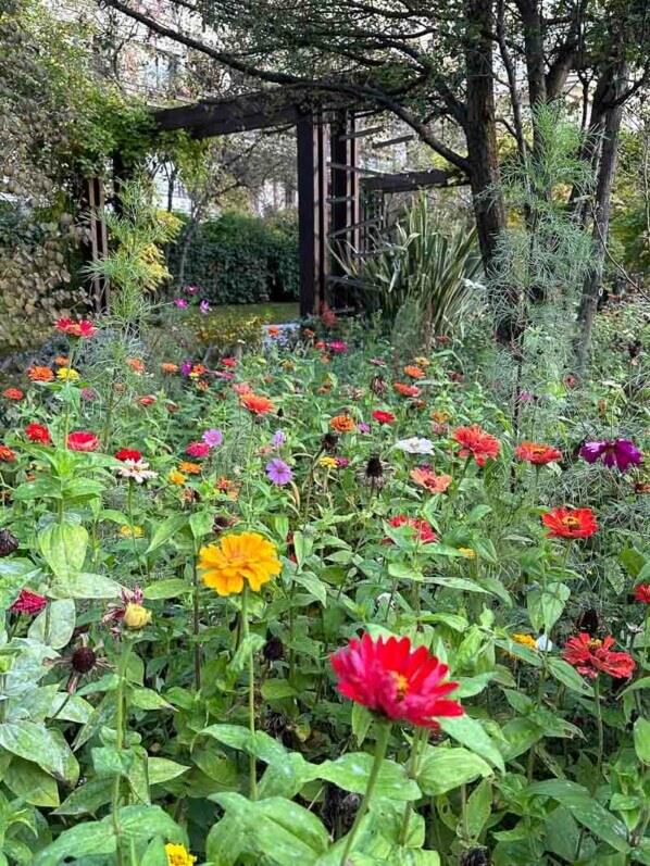 Prairie fleurie avec des zinnias et cosmos en automne dans le parc de Passy, Paris 16e (75)