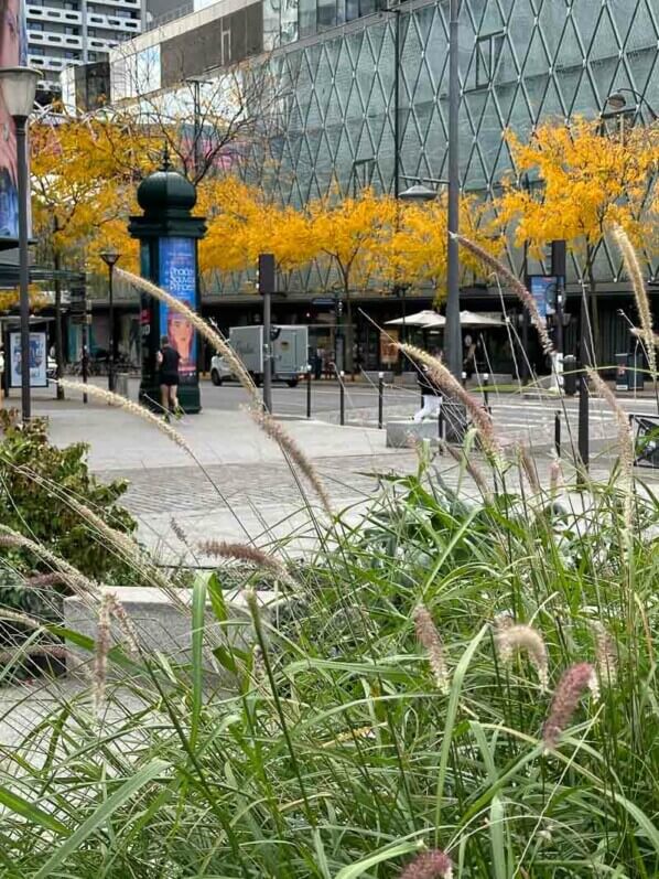 Gleditsia triacanthos avec leur feuillage d'automne, Centre Beaugrenelle, Paris 15e (75)