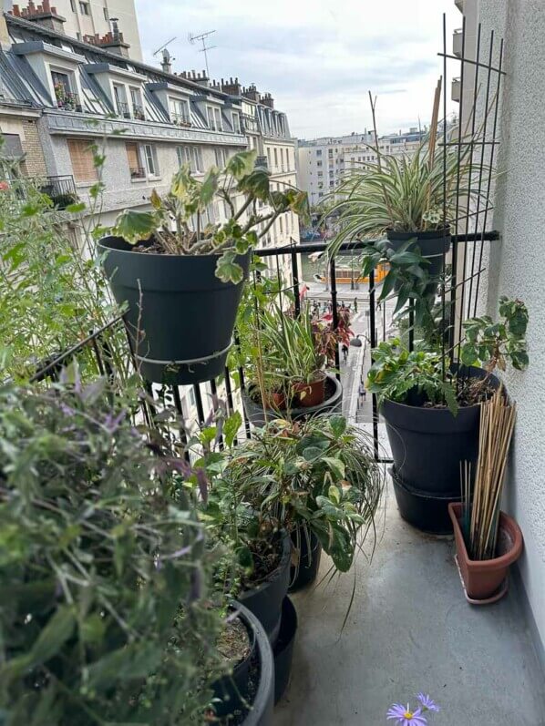 Après quelques tailles et nettoyages en début d'automne sur mon balcon parisien, Paris 19e (75)