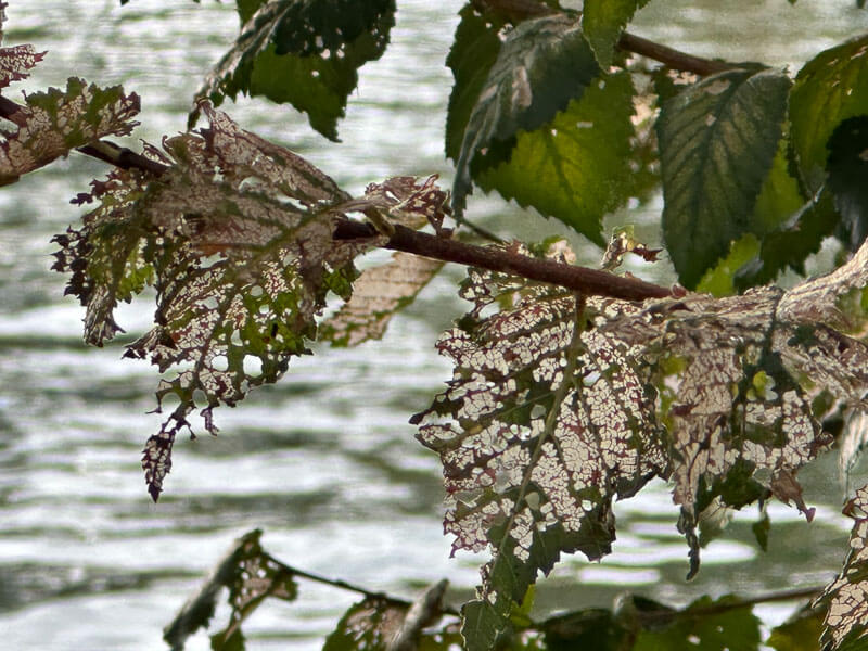 Feuilles abimées, arbre, La Seine, Paris (75)