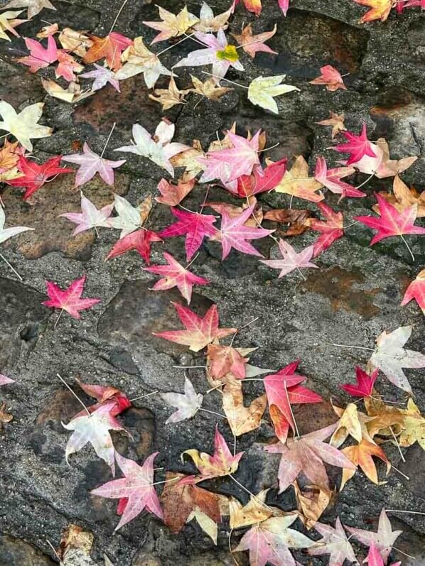 Feuilles de Liquidambar sur les pavés en automne dans le Jardin du port de l'Arsenal, Paris 12e (75)