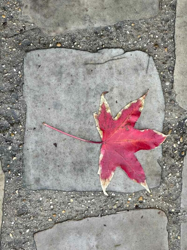 Feuille de Liquidambar sur les pavés en automne dans le Jardin du port de l'Arsenal, Paris 12e (75)