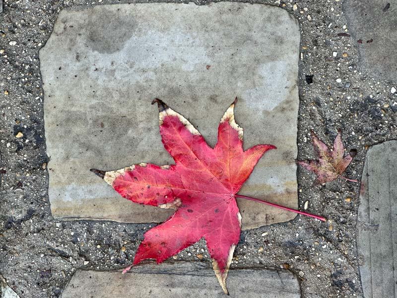 Lire la suite à propos de l’article Étoiles de liquidambar sur les pavés parisiens