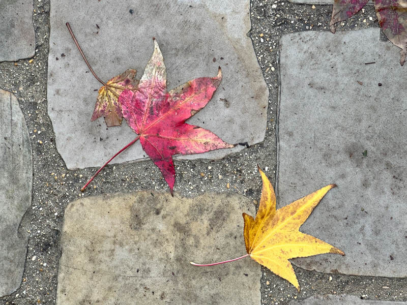 Feuilles de Liquidambar sur les pavés en automne dans le Jardin du port de l'Arsenal, Paris 12e (75)