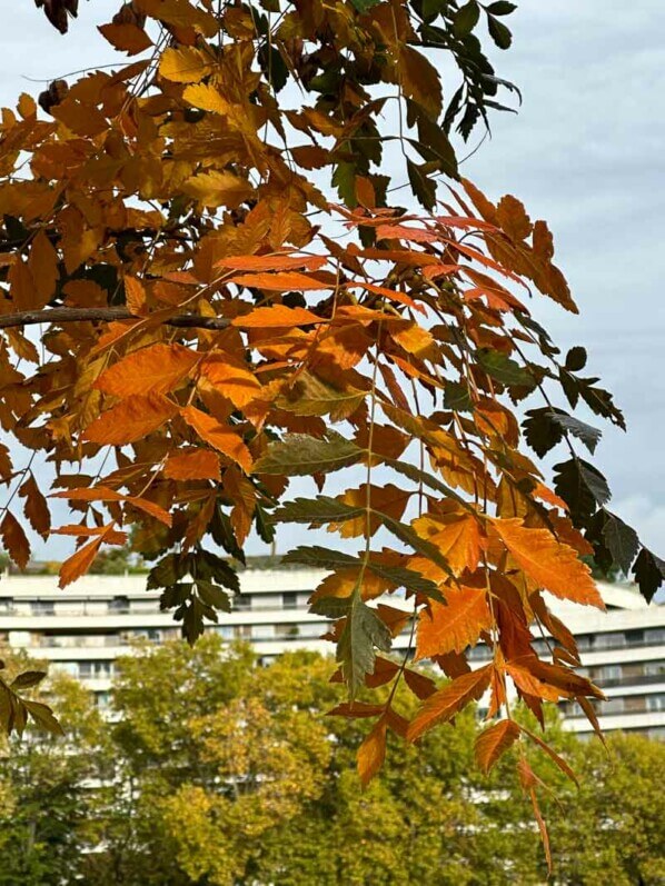 Koelreuteria paniculata, savonnier de Chine, Île aux Cygnes, Paris 15e (75)