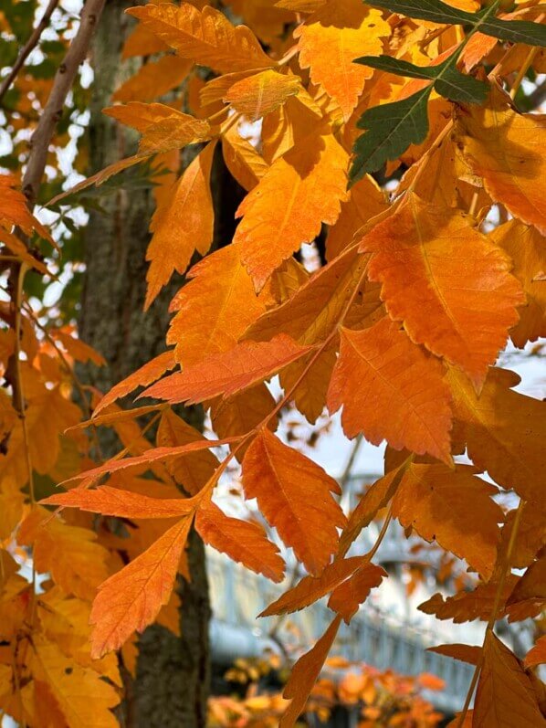 Koelreuteria paniculata, savonnier de Chine, Île aux Cygnes, Paris 15e (75)