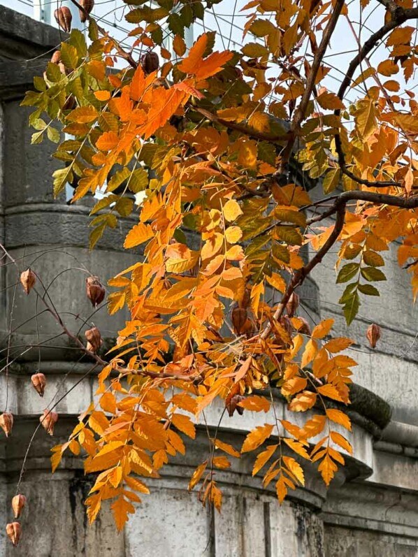 Koelreuteria paniculata, savonnier de Chine, Île aux Cygnes, Paris 15e (75)