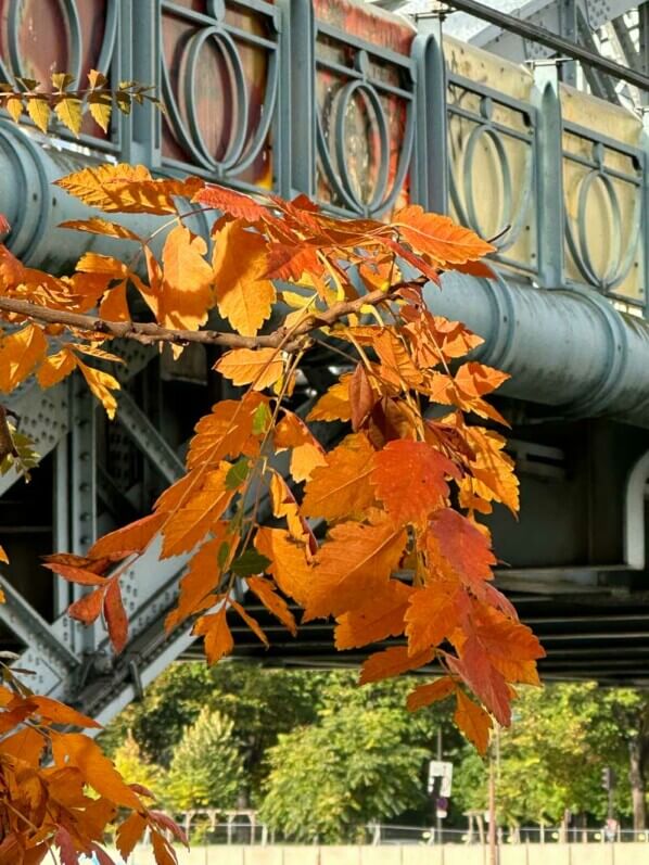 Koelreuteria paniculata, savonnier de Chine, Île aux Cygnes, Paris 15e (75)