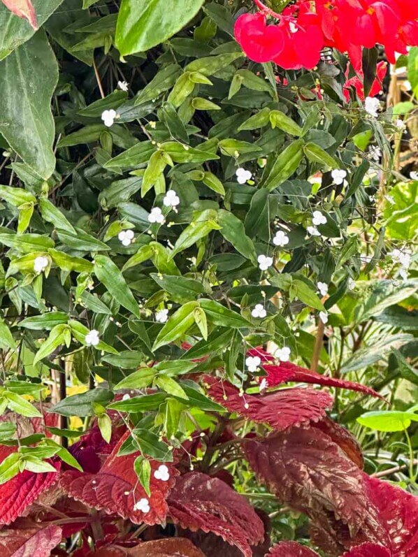 Misère gypsophile, Gisabis geniculata, en début d'automne sur mon balcon parisien, Paris 19e (75)